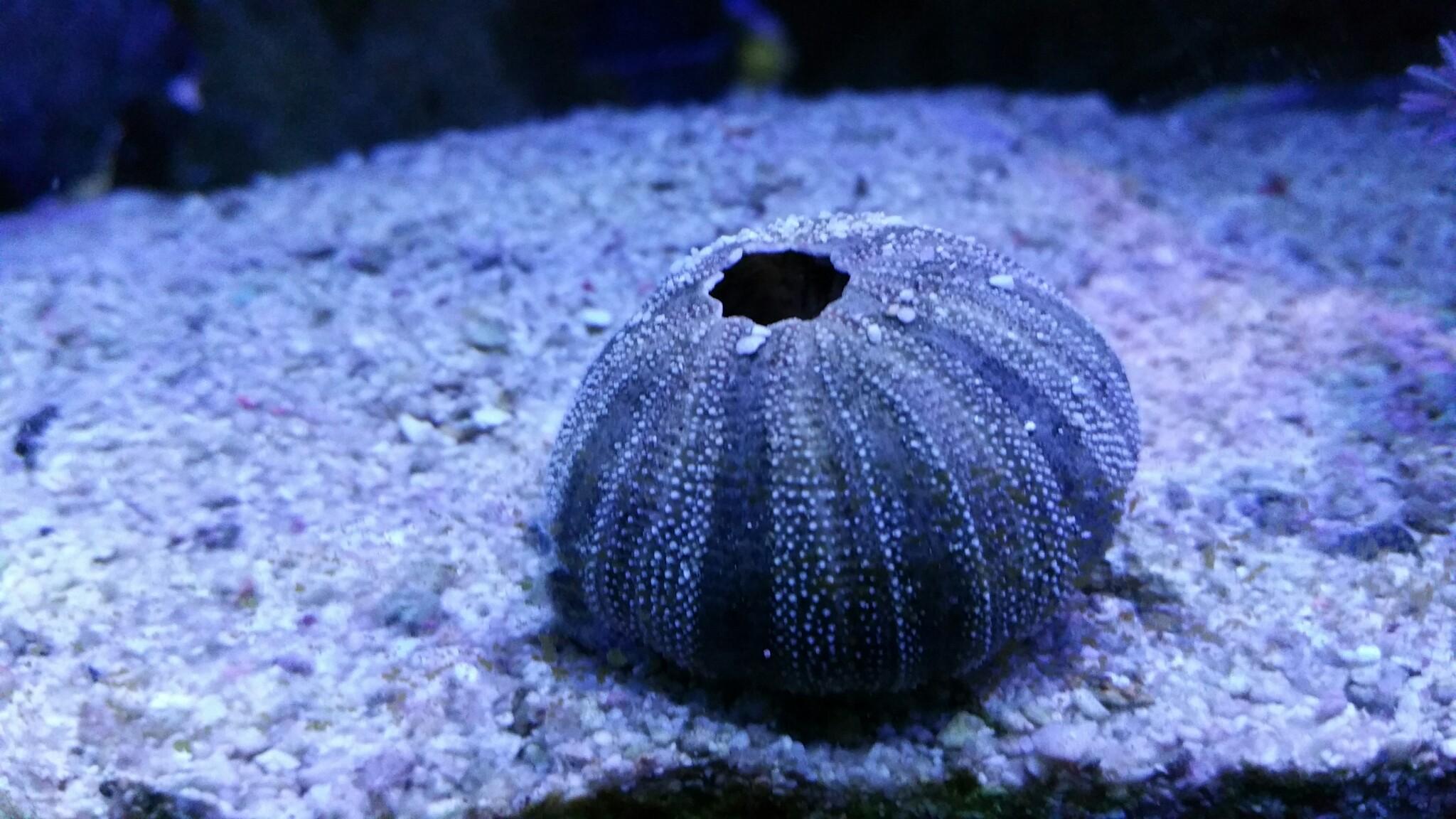 Ajout des pierres vivantes en aquarium récifal par Mr Récif Captif