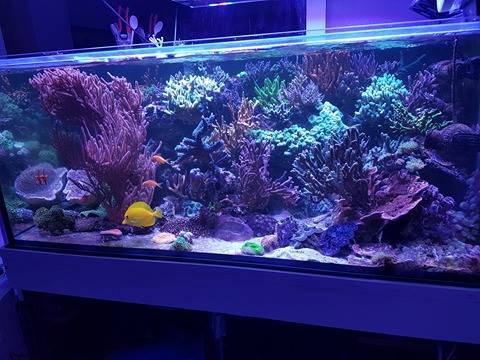 Aquarium de Alexandre