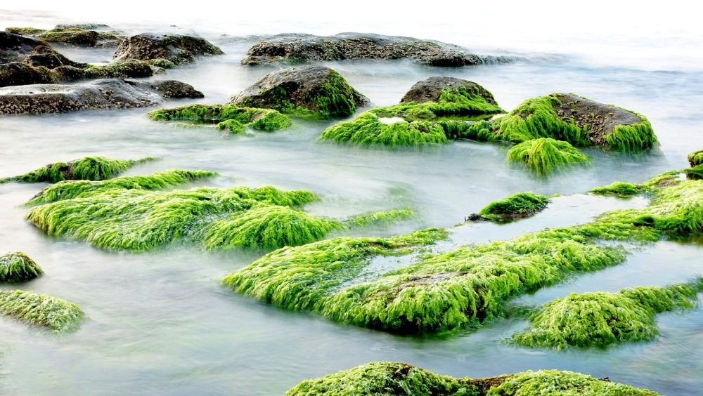 Les algues vertes d'aquarium, comment les éliminer