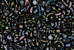 la diversité du plancton