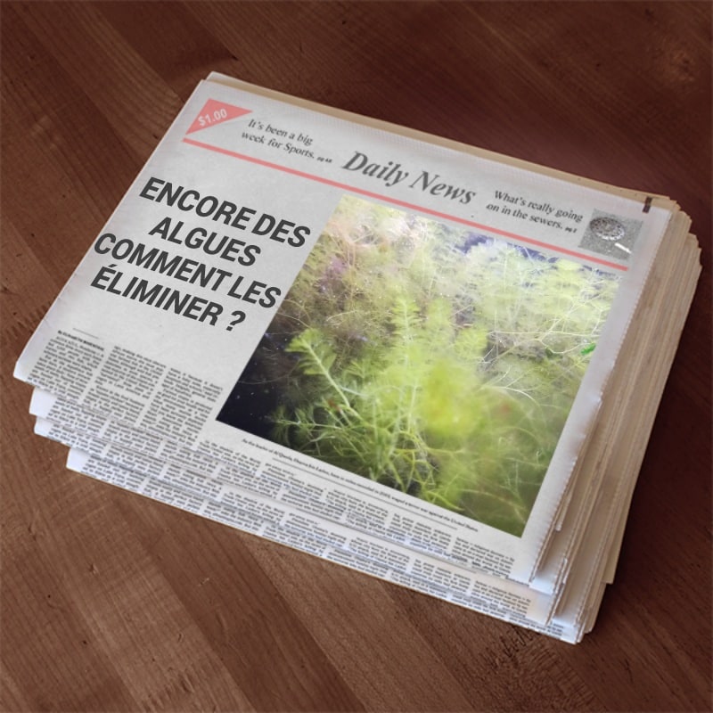 Les journaux parlent des algues en aquarium marin