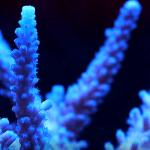 corail accropora bleu