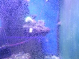 vitre couverte d'algue avec micro faune