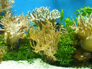 Biotope d'aquarium avec coraux mous et algues