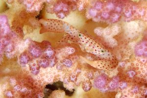 symbiose de corail et crabe