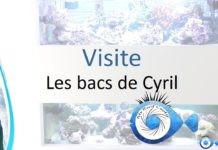 Les bacs de Cyril, 2 systèmes 2 biotopes