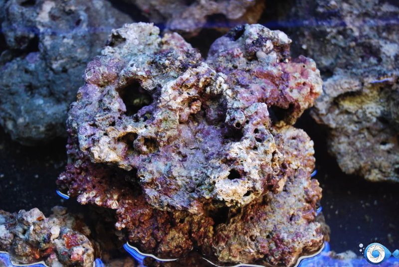 Ajout des pierres vivantes en aquarium récifal par Mr Récif Captif