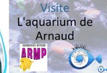 Visite chez Arnaud du groupe ARMP Aquarium recifal ma passion un 800 litres récifal SPS