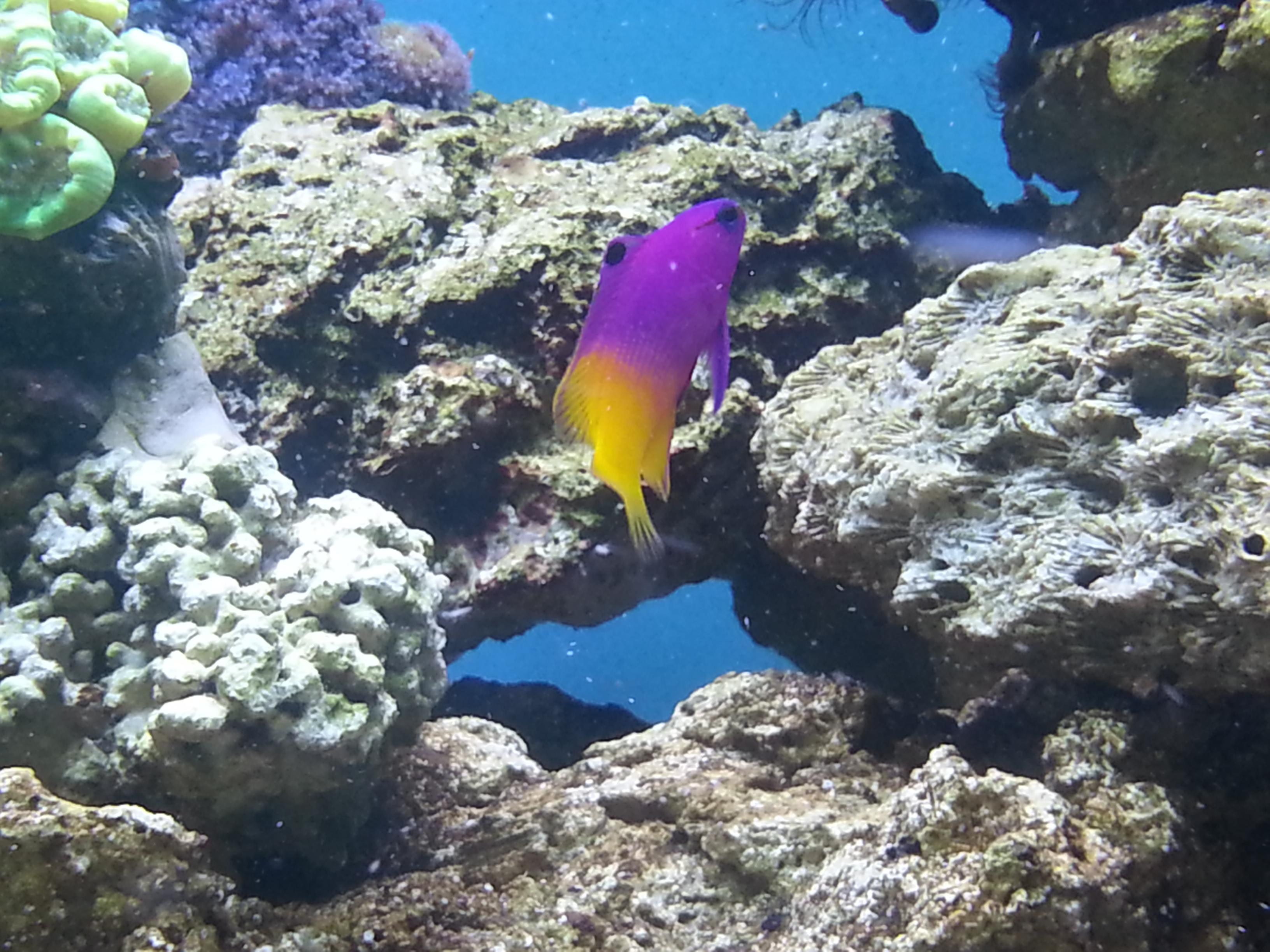 7 poissons pour débuter votre aquarium récifal - Mr Récif Captif
