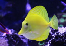 Guide d’acclimatation des poissons : le guide complet pour acclimater ses poissons marins comme un pro