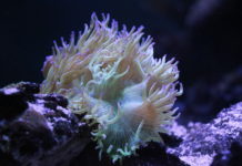 Guide ultime de maintenance des Catalaphyllia jardinei