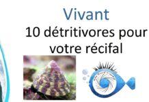 10 détritivores pour votre aquarium marin