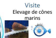 Visite d’un élevage de cônes marins pour la recherche médicale.