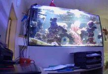 Vacances : surveiller son aquarium