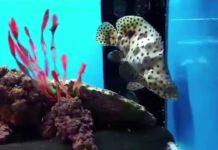 Visite Nilufar Colmar – Wintzenheim