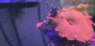 Gestion d’urgence oodiniose la maladie du velours dans un aquarium marin : Un cas pratique