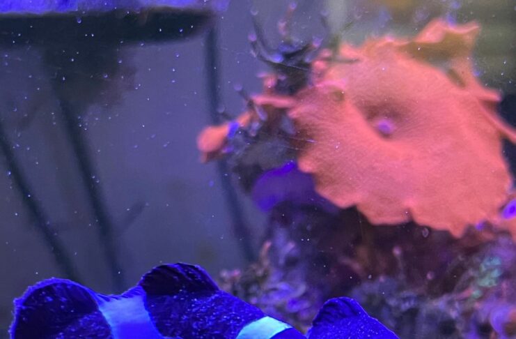 Gestion d’urgence oodiniose la maladie du velours dans un aquarium marin : Un cas pratique