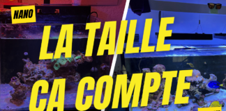 Choisir le Bon Aquarium : Taille de l’Aquarium