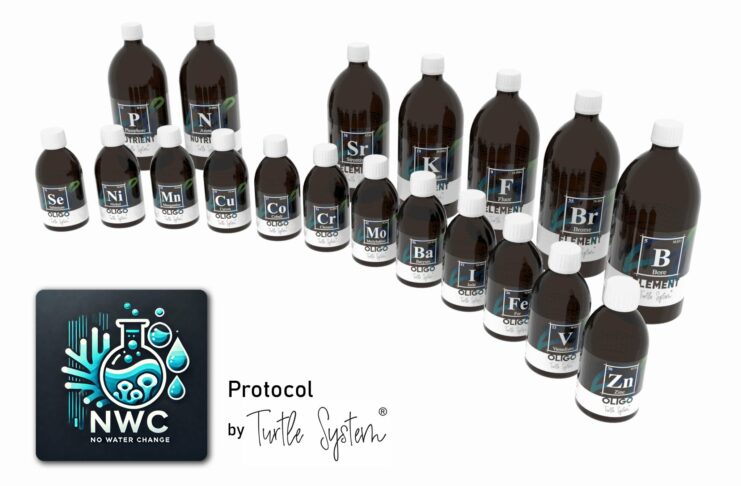 Révolution dans la complémentation récifale : Le Protocole NWC de Turtle System